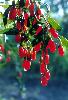 wolfberry extract