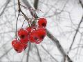  hawthorn  berry extract
