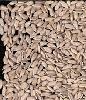 Organic Sunflower Kernels