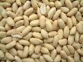 blanched peanut kernels