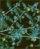 Tribulus terrestris saponin