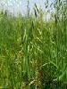 Avena sativa Extract