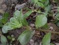 Portulaca oleracea extract