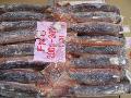 illex squid