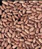 Organic Borlotti bean