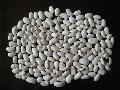 Organic Large White Kidney Bean