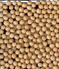 organic soybean