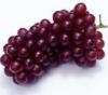  Grape   Seed   Extract 