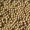 soy bean extract