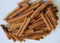 Cassia Vera A Cut 8 cm
