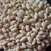  spanish   white   kidney   bean 