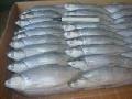 Milk fish for Tuna Bait