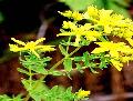 St. John's Wort P. E.