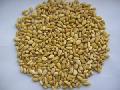 pine nut kernel/pine nuts