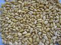 pine nuts,