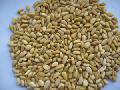 pine nut