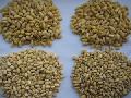 cedar pine nuts