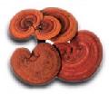 ganoderma lucidum,lingzhi,reishi mushroom