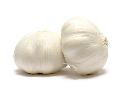 fresh garlic