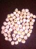 Lotus seeds