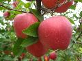 Fresh apple