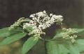 elderberry concentrate