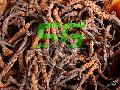 Cordyceps Sinensis (Chinese Caterpillar Fungus)