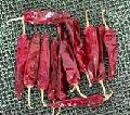 jinta chilli