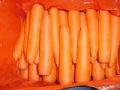  Chinese   carrot 