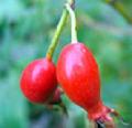 Rose Hip Powder