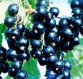 Black Currant powder