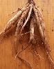 Burdock Root Powder