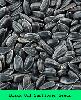 BLACK OIL SUNFLOWER SEED