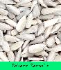 Sunflower kernel (Bakery )