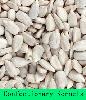 Sunfower kernel (Confectionary)
