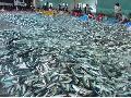 horse mackerel