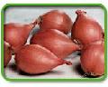 Fresh chilled golden onion