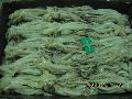 frozen squid tentacle