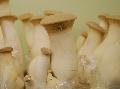  Eryngii   Mushroom , King Oyster  Mushroom 