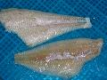 Frozen Rock Sole/Flounder Fillet