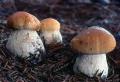 xerocomus badius