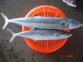 Horse Mackerel