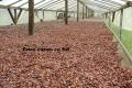 cocoa beans