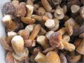 boletus edulis