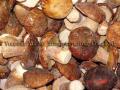  fungi 