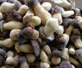 edible boletus
