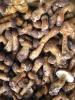 IQF belotus edulis-whole