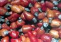  Cashew  Nuts