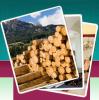  Teak  log