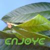 Corosolic Acid